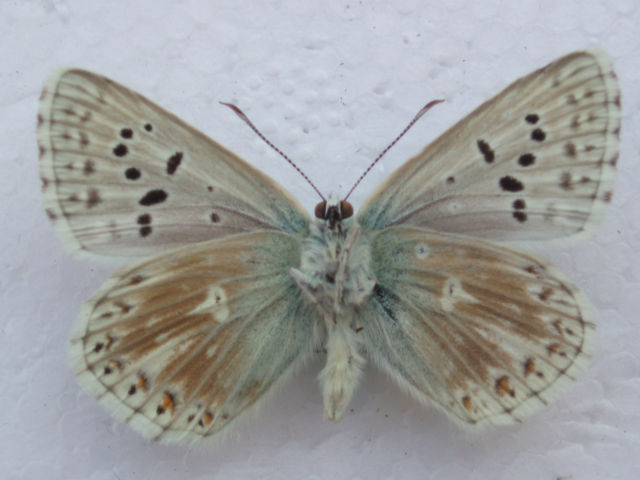 Lysandra coridon (verso british chalkhill blue aberration) (Internet Image property of respective owner, non-commercial use only)